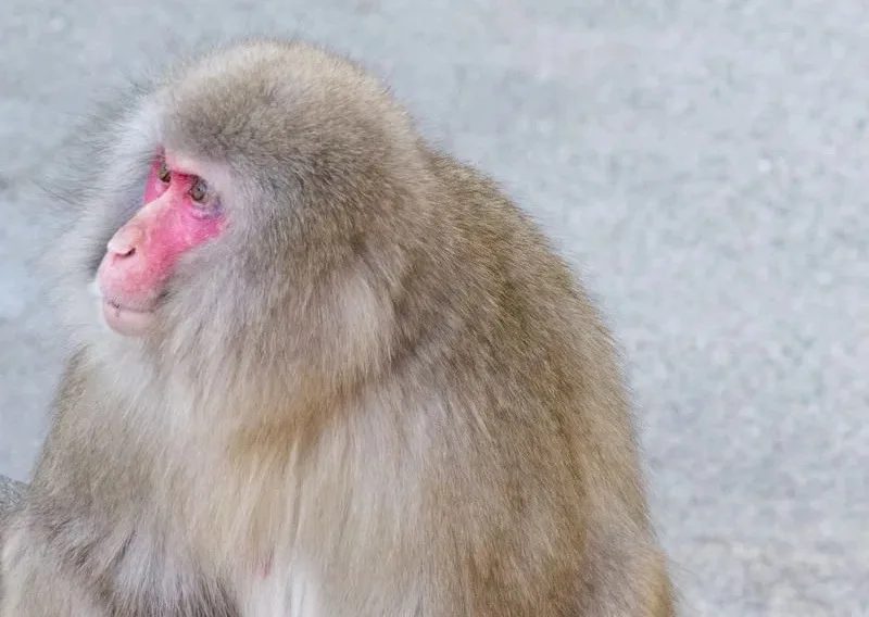 Man in Japan says monkey threw his cat into a pond before attacking him