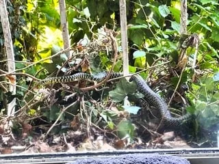 « C’est assez spectaculaire » : avec la canicule, les serpents se réfugient en nombre dans les maisons et les jardins