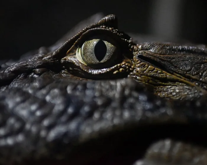 Week in wildlife: a Cornish wallaby, a frazzled opossum and rare Montagu’s harrier chicks