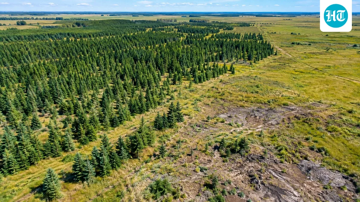 Between 1928 and 1950, Canada planted white spruce on rare prairie in Manitoba; 19 years after removal, the grassland still had not recovered