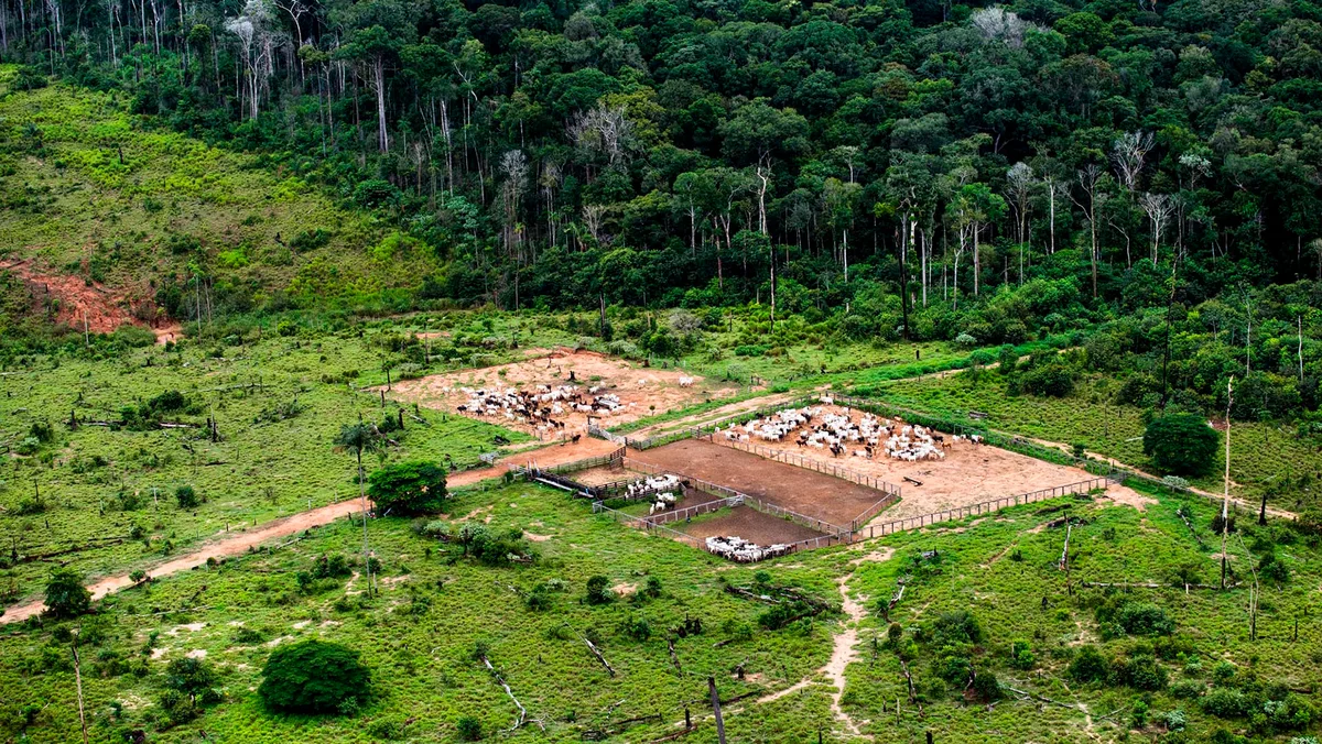 Por que os desmatadores investem em destruir a floresta amazônica – 7: riscos e conclusões