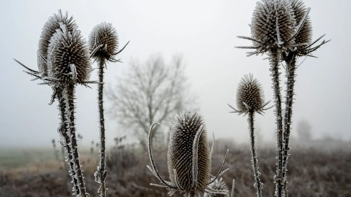 Wetter in Bayern: Scheiben kratzen und Pflanzen schützen? Wo Frost droht