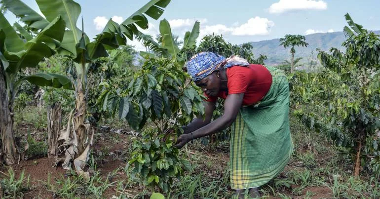 Moçambique: 1.400 mil milhões para aumento da produtividade