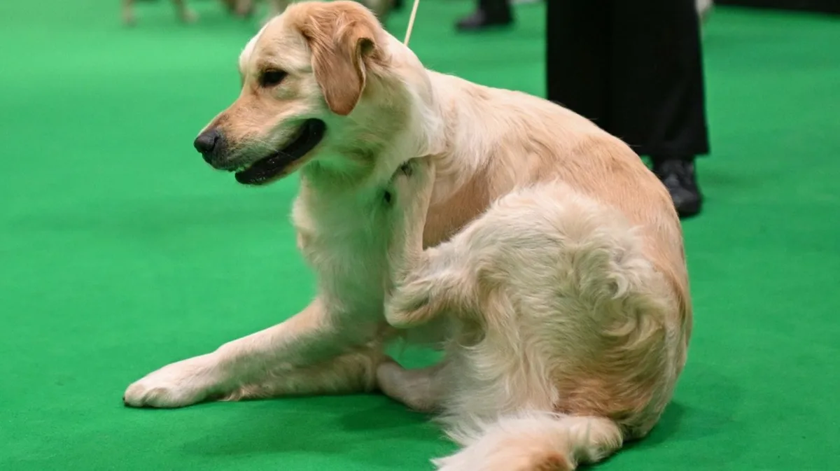 Als Wachhund unbrauchbar: Golden Retriever versucht mit Einbrecher zu spielen