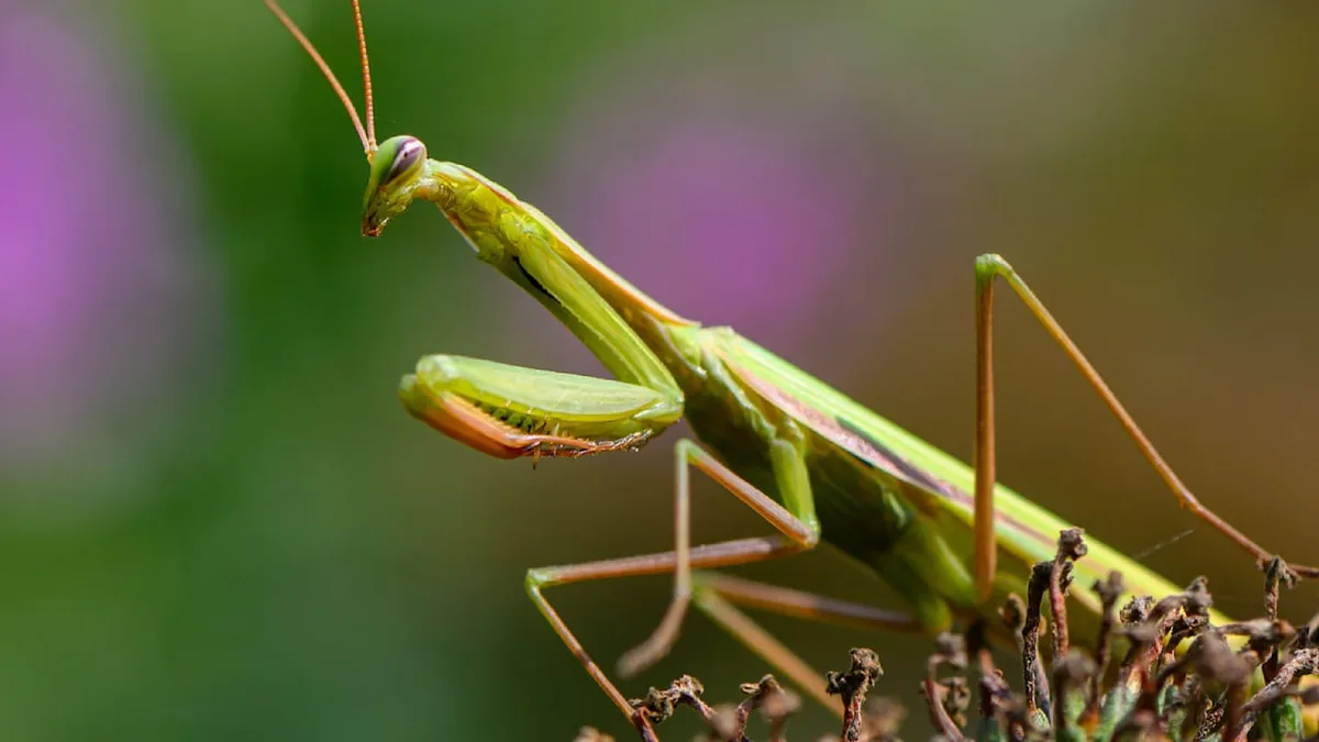 Deutlich mehr Sichtungen - Grüne Kannibalin breitet sich sprunghaft aus