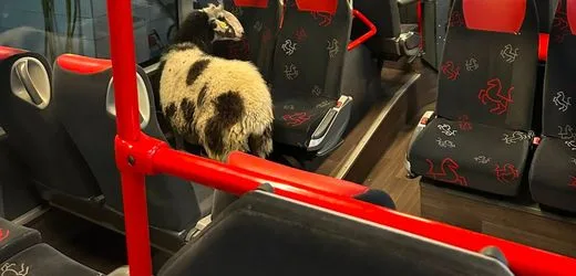 Lüdinghausen: Schaf fährt im Bus durch Waschanlage – mit Polizeibegleitung