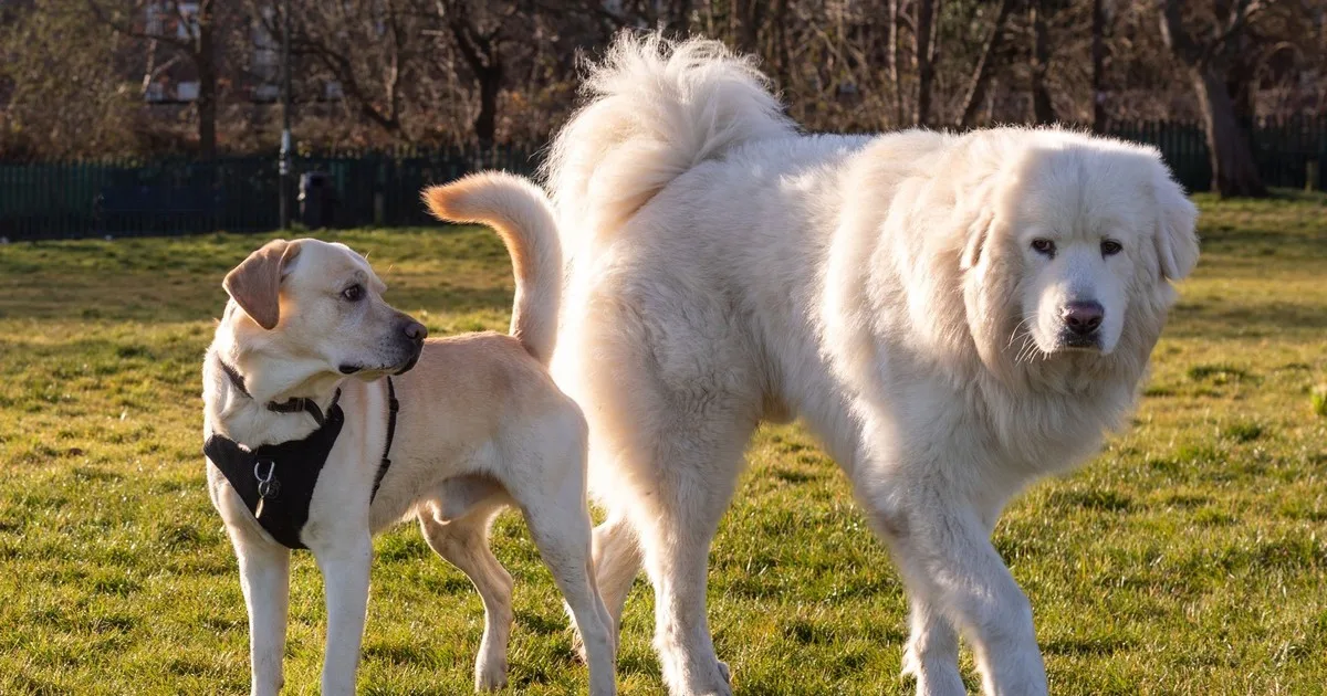 La psicología dice que las personas que dejan la televisión encendida para el perro antes de salir de casa no están siendo tontas; están haciendo lo que hacen las personas en cualquier relación de apego: intentar reducir la sensación de su ausencia