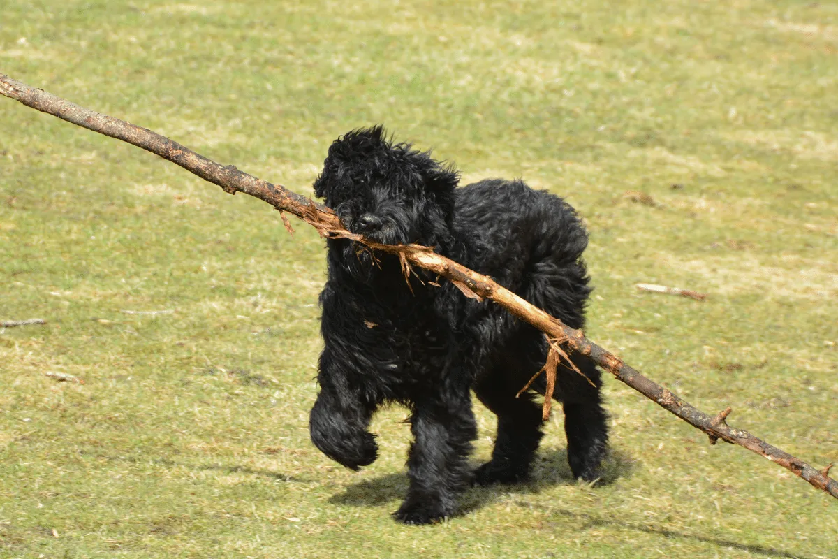 Bouvier des Flandres: esse cão gigante e inteligente é o companheiro ideal para sua família