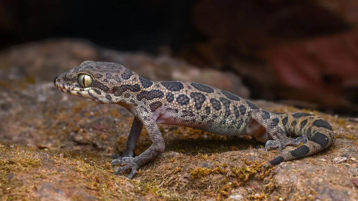 Mining project threatens future of rare Jeypore ground gecko