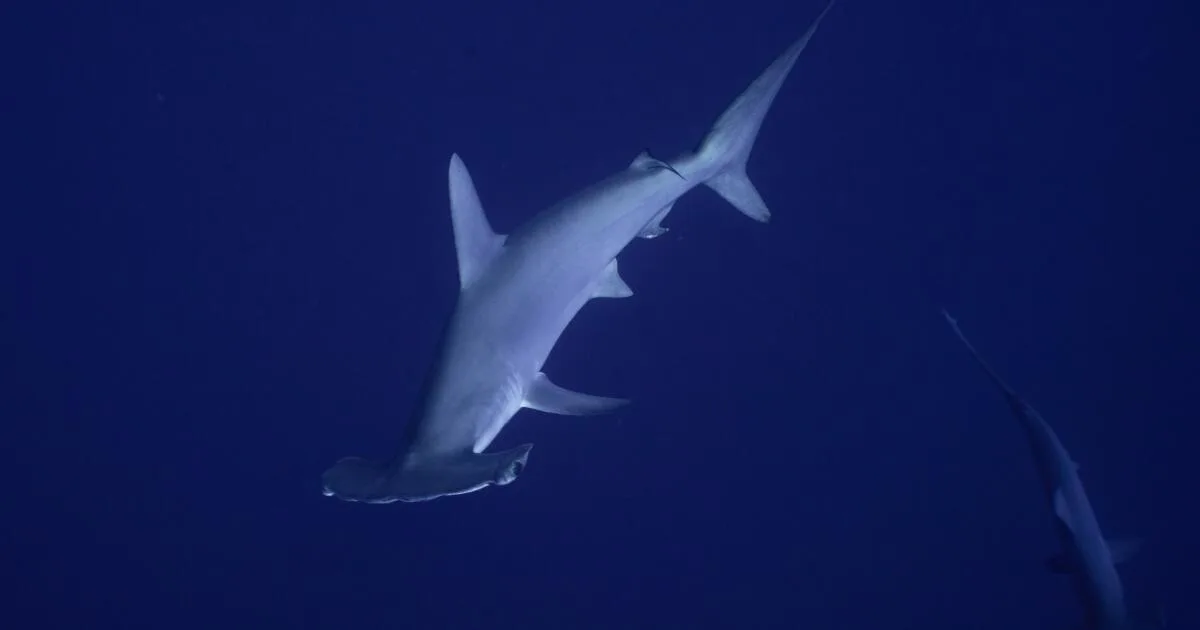 Hammer time: Rare hammerhead shark gives Malibu pier fishermen a shock