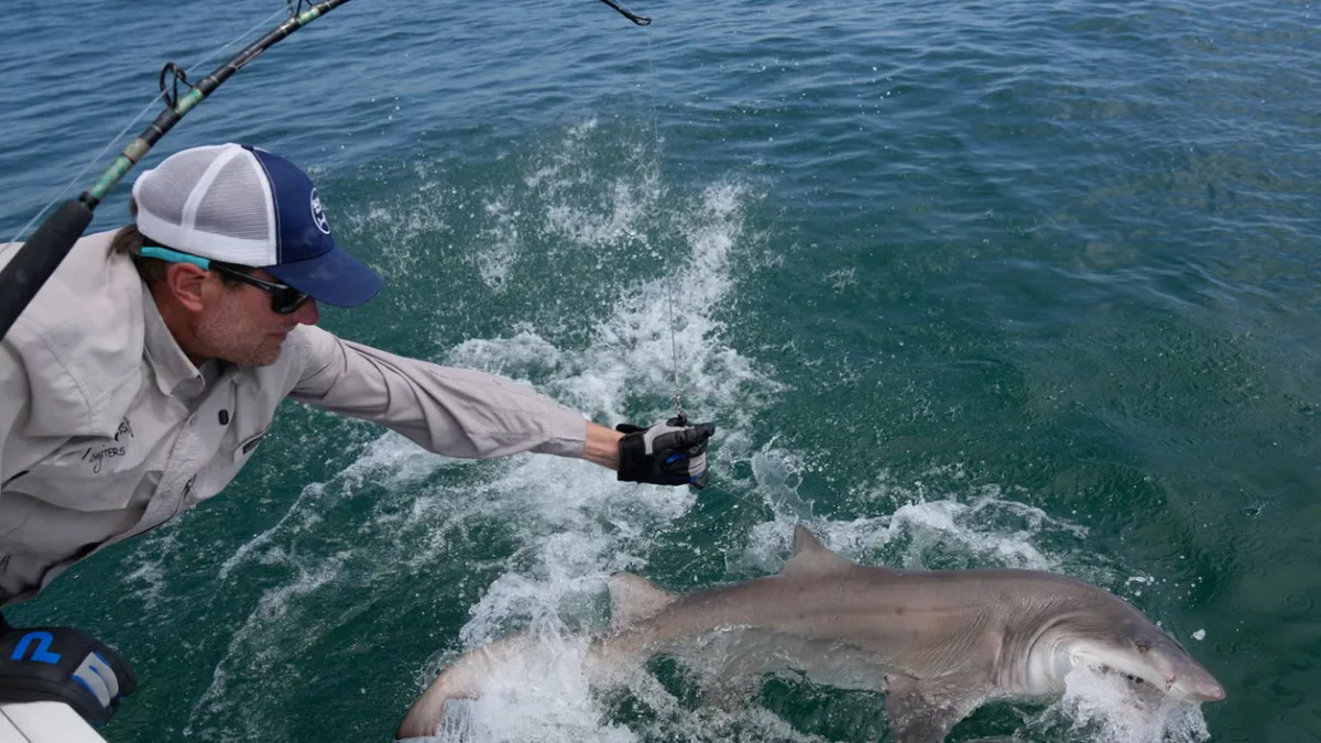 Shark Nursery Confirmed: Young great whites return to Long Island; trackers reveal long journeys