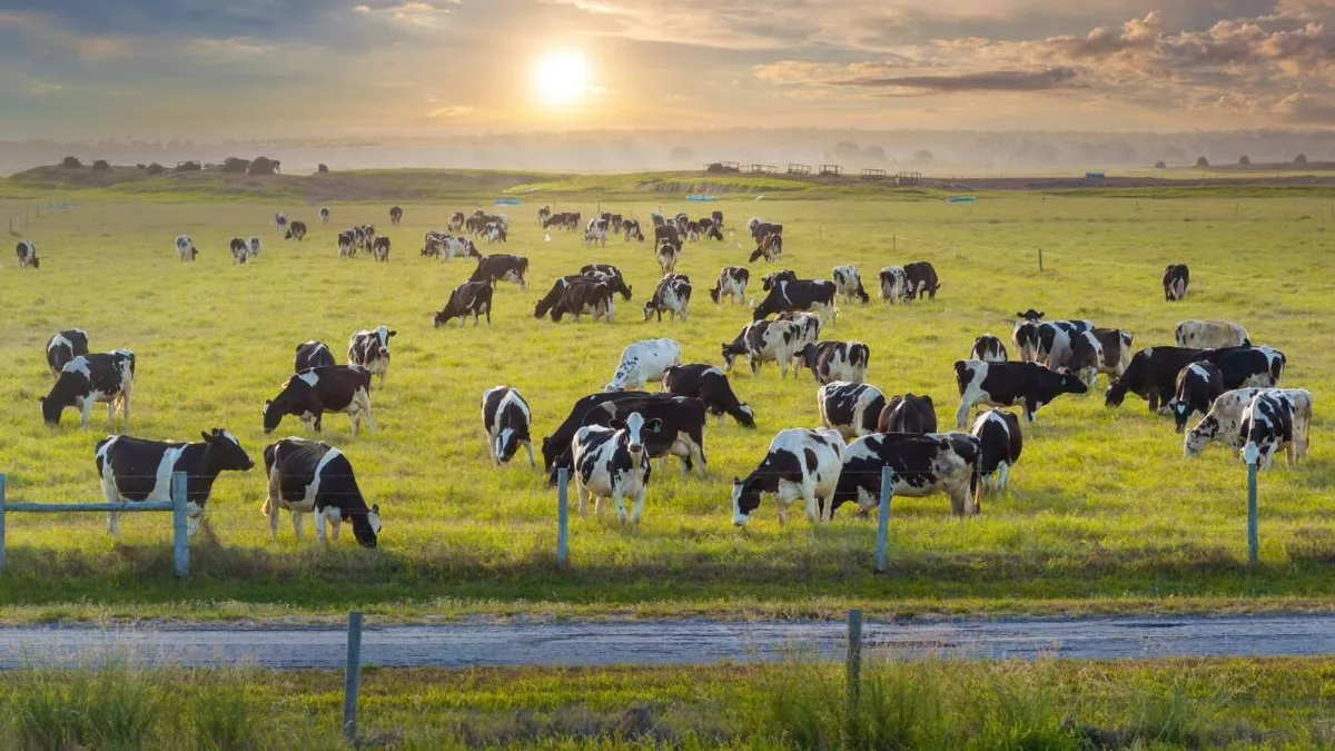 Florida protects 1,500 acres with $8.7m ranch easements