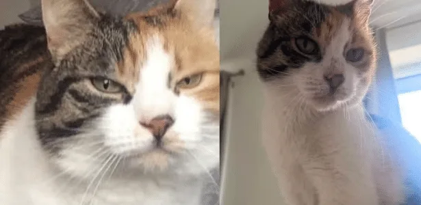Gata sumida há 10 anos reaparece na véspera do aniversário de sua tutora
