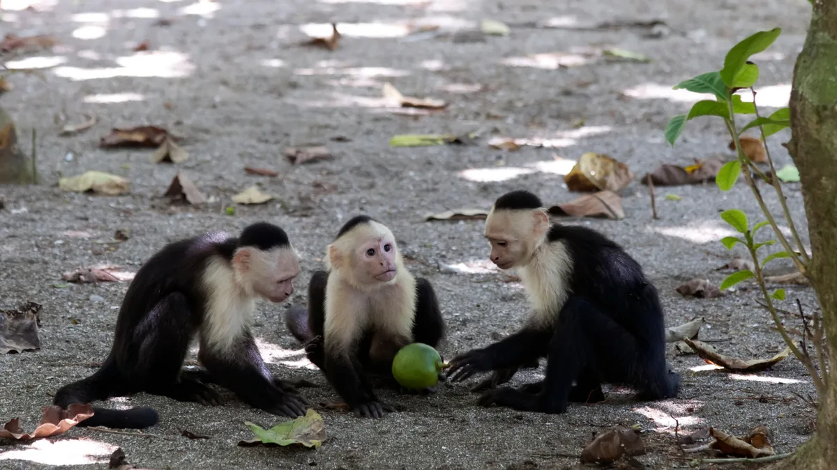 Wild capuchin monkeys turn to lizards and snakes when fruit becomes scarce