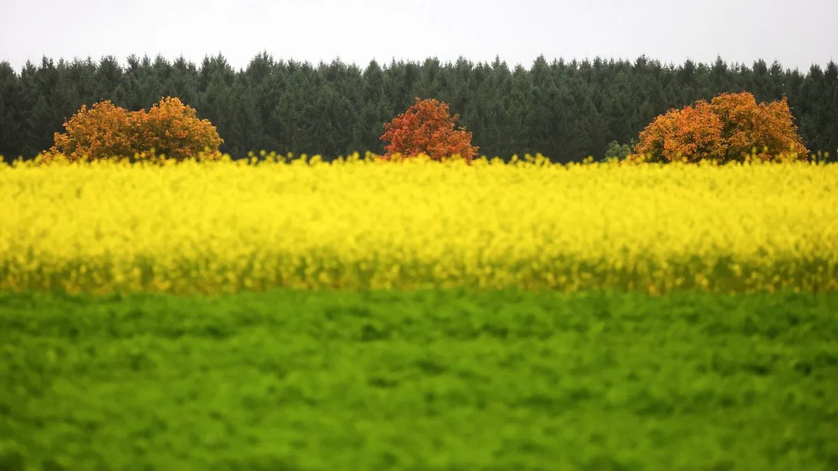 Wetter: Sonniger Wochenstart - dann wird es wieder nass