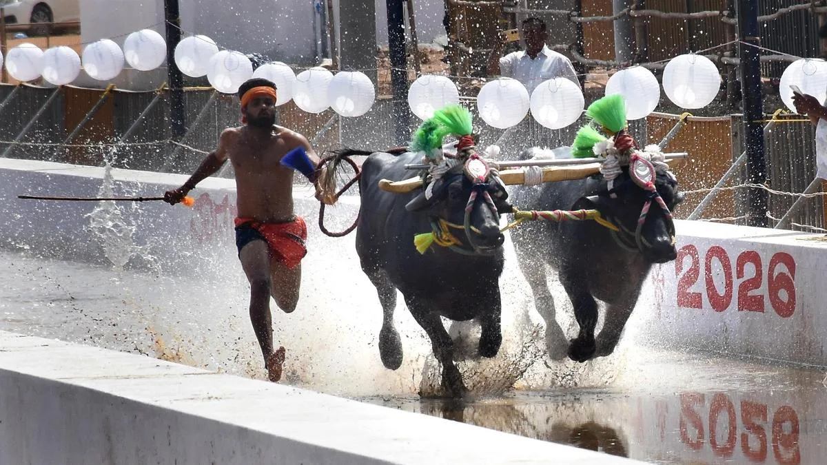 150 pairs of buffalos to leave Puttur on October 17 for Mysuru Dasara kambala