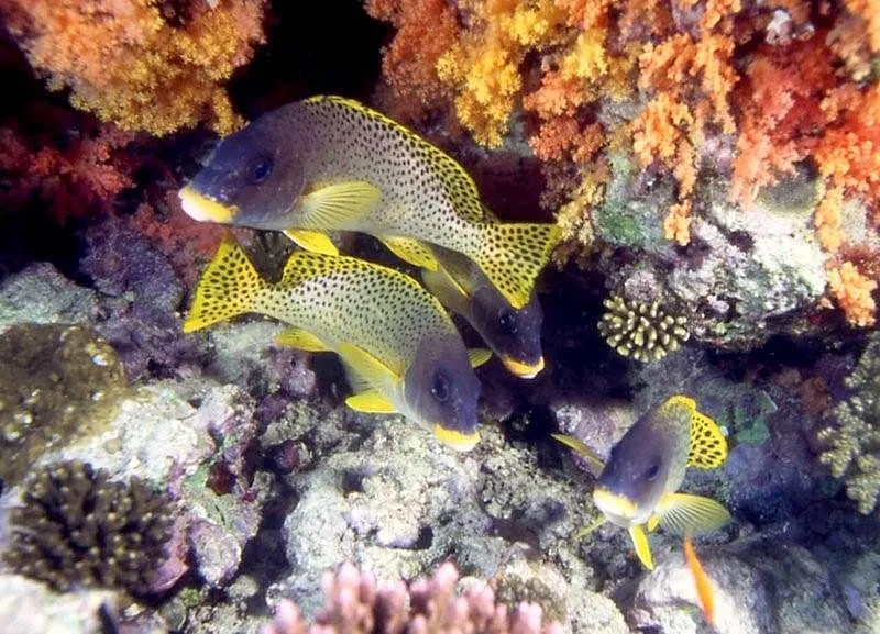 Pesca com bombas na Indonésia destrói corais a cada 62 minutos