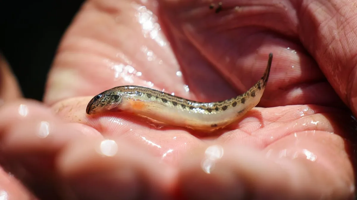 Tiere in Hamburg: Stint, Aal und Co. - Viele Hamburger Fische sind gefährdet