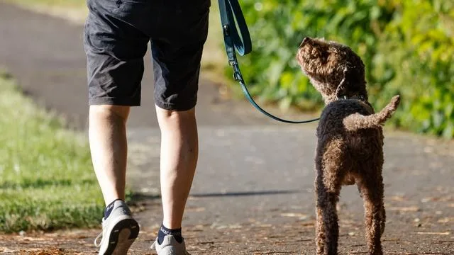 Analyse: Hundesteuer in Hessen: Große Unterschiede bei den Gebühren