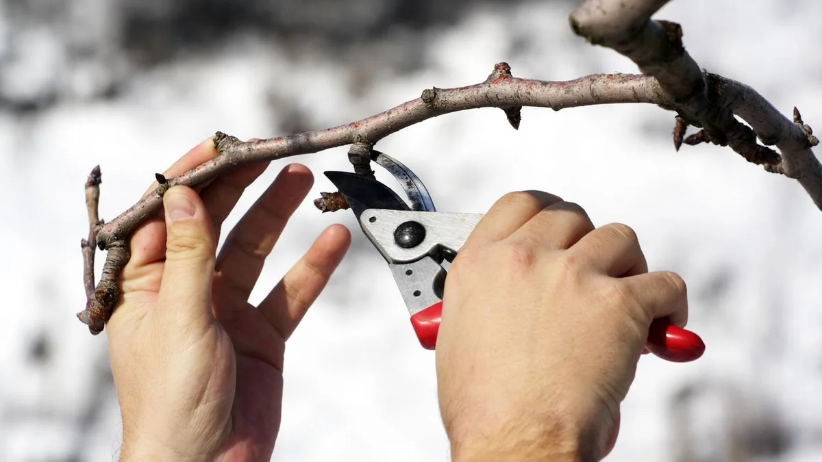 Gartenarbeit: Obstbäume schneiden im Herbst: Schnippschnapp, was muss ab?