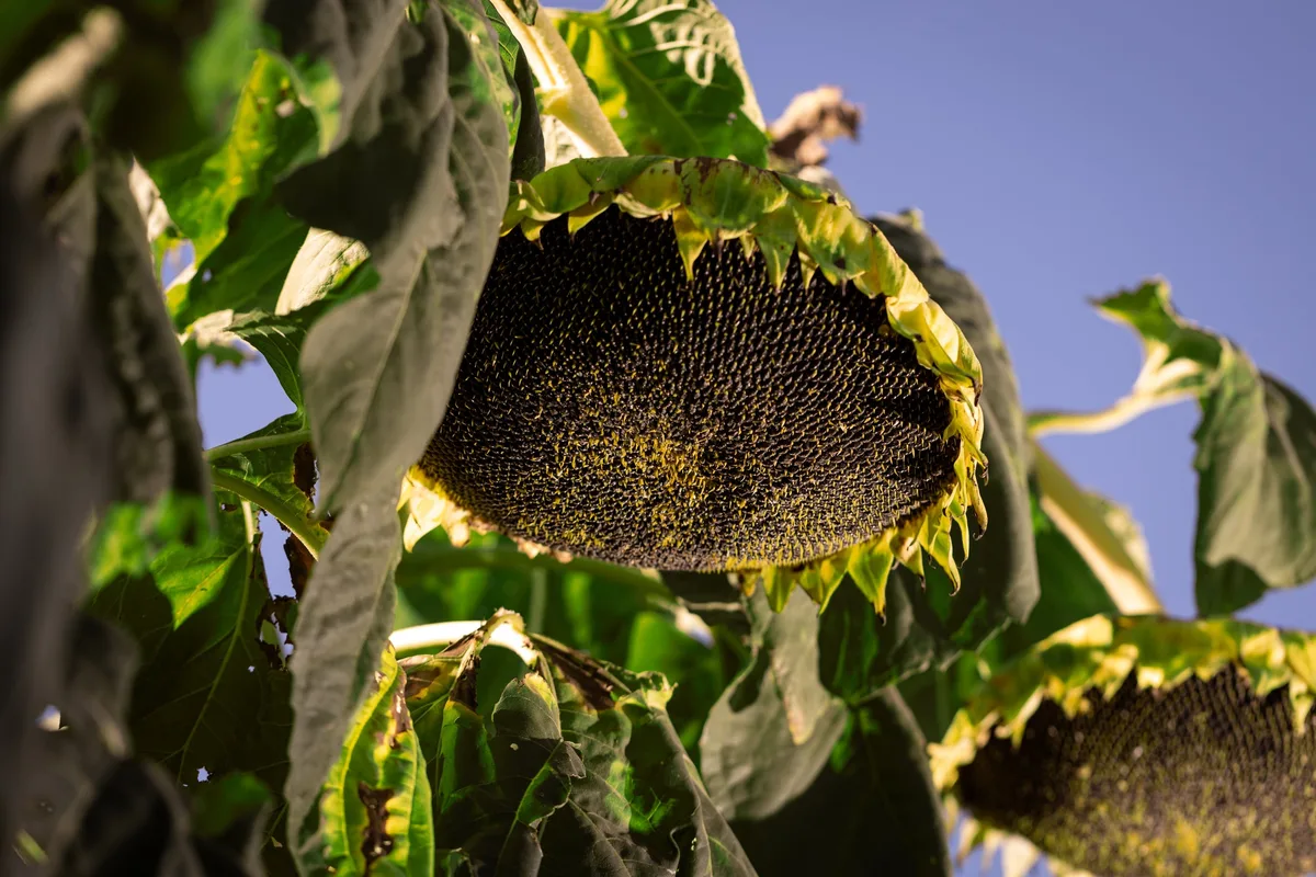 Boom exportador: el agro se acercó a los US$32.000 millones y estos fueron los sectores que más crecieron
