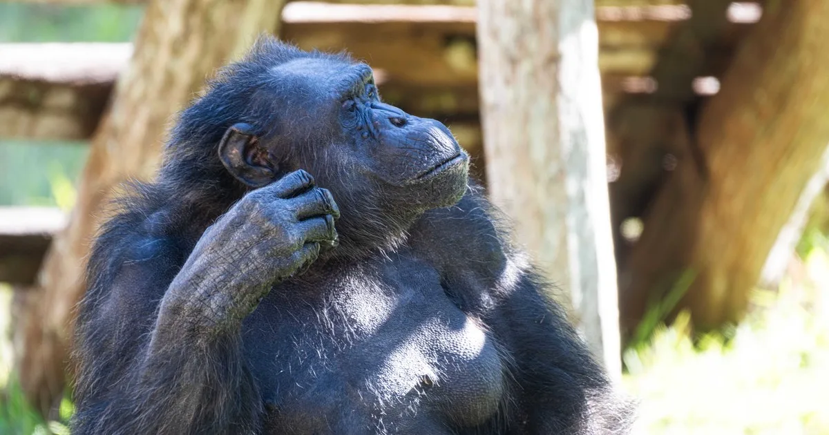 Científicos llegaron a la conclusión de que los chimpancés y los bonobas alcanzaron un punto evolutivo clave y son capaces de reconocerse después de 26 años sin haberse visto