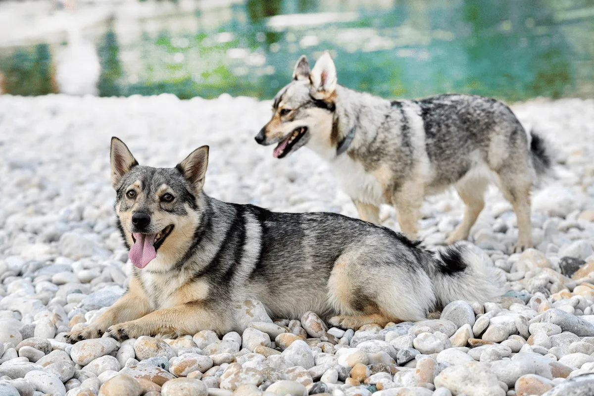 Spitz dos visigodos: conheça essa raça de cachorro viking de lendas antigas
