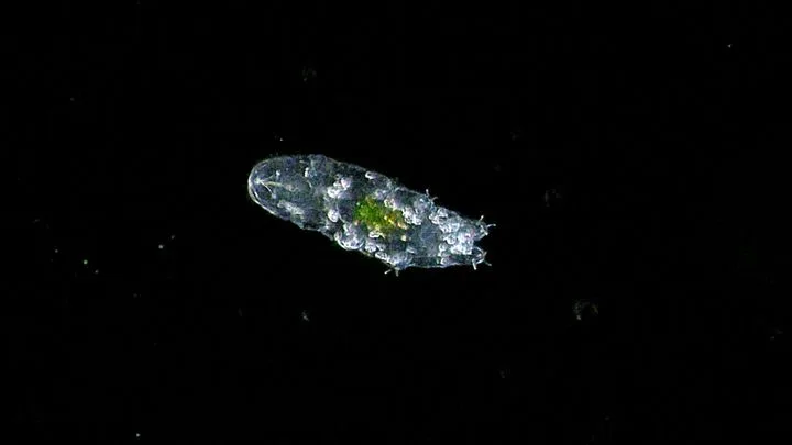 Tardigrades : observations sous microscope de spécimens