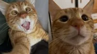 Veterinária dos EUA usa régua escolar e carrinhos de brinquedo para criar cadeira de rodas adaptada para gatinho com deficiência