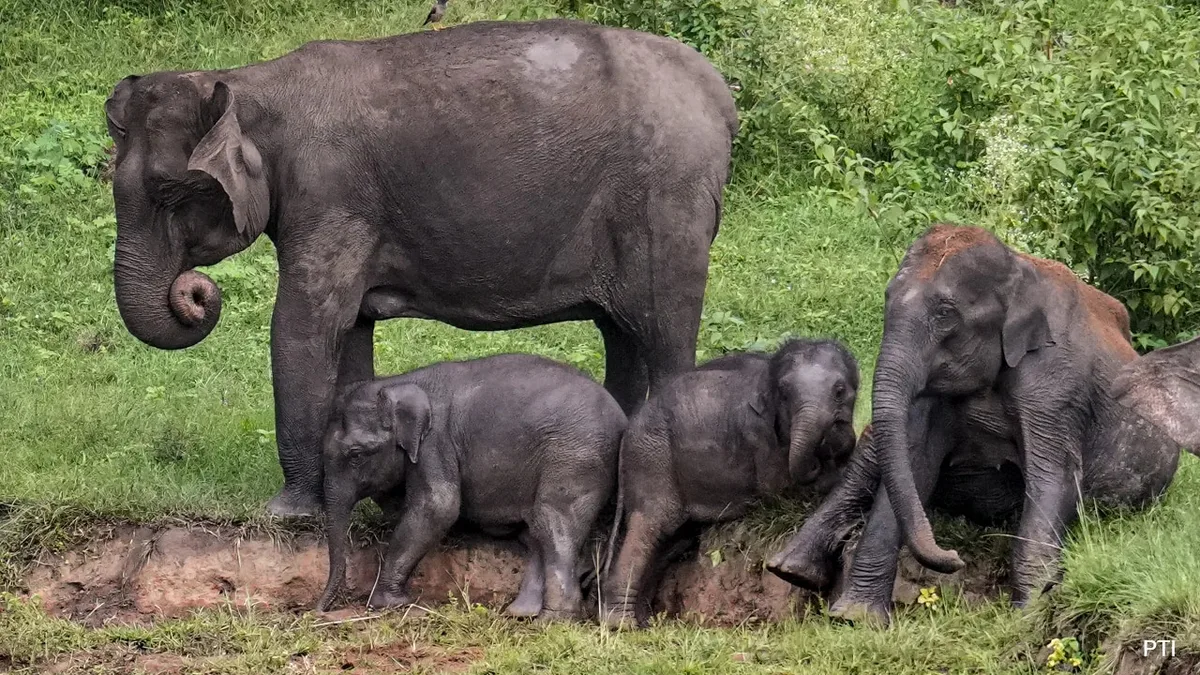 Crop Damage No Ground To Block Elephant Corridors, Says Supreme Court