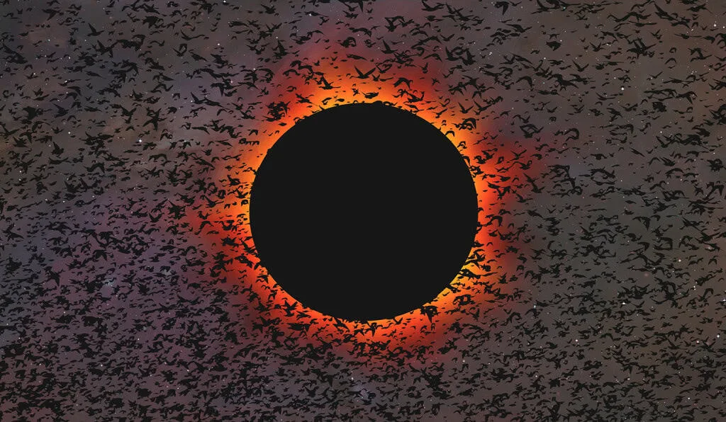 Pesquisadores analisam como eclipses solares afetam o comportamento dos animais