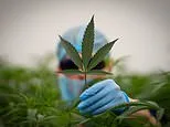 Private cannabis prescriptions surge to high of two million after clinic's weed 'depression treatment' drove 34-year-old to suicide