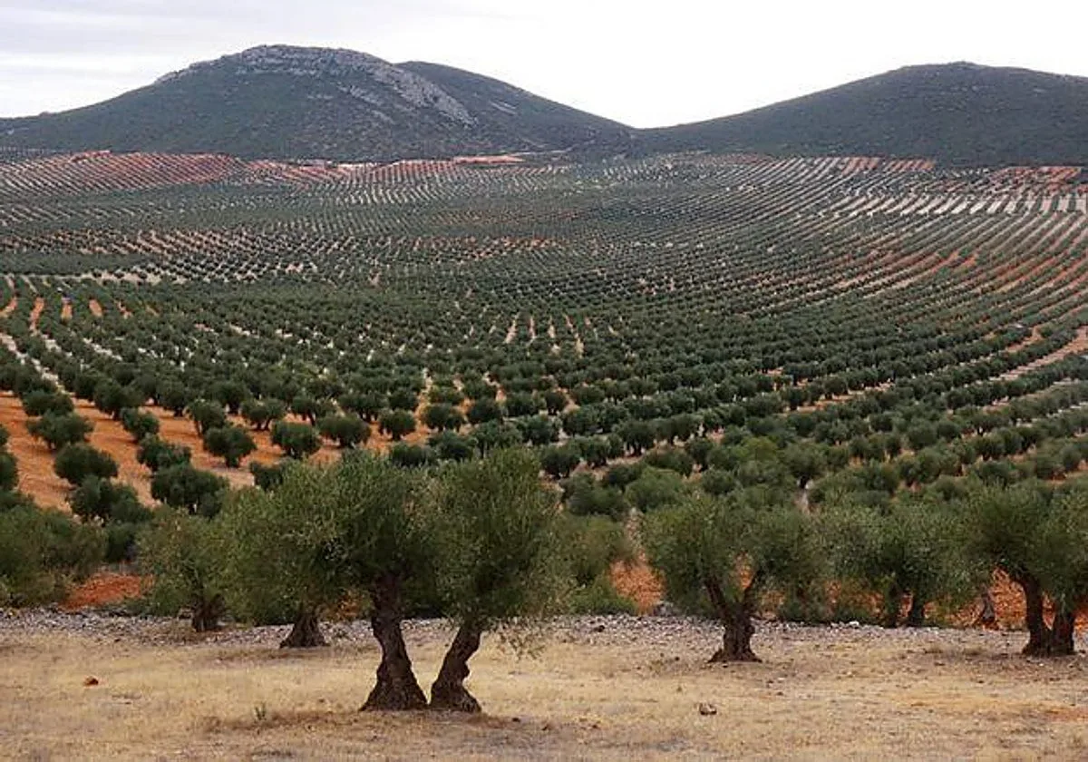 UPA reclama medidas para que el olivar sea «referente en precios y líder en protección»