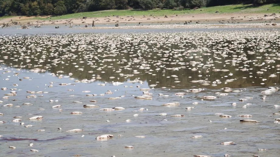 "Un carnage" : des milliers de poissons retrouvés morts dans un lac des Landes