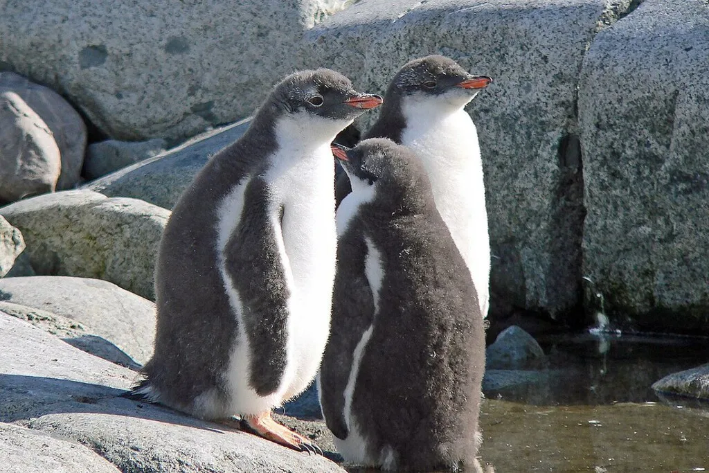 Científicos identifican una nueva especie de pingüino en una remotas islas al note de la Antártida. Es la primera en 100 años