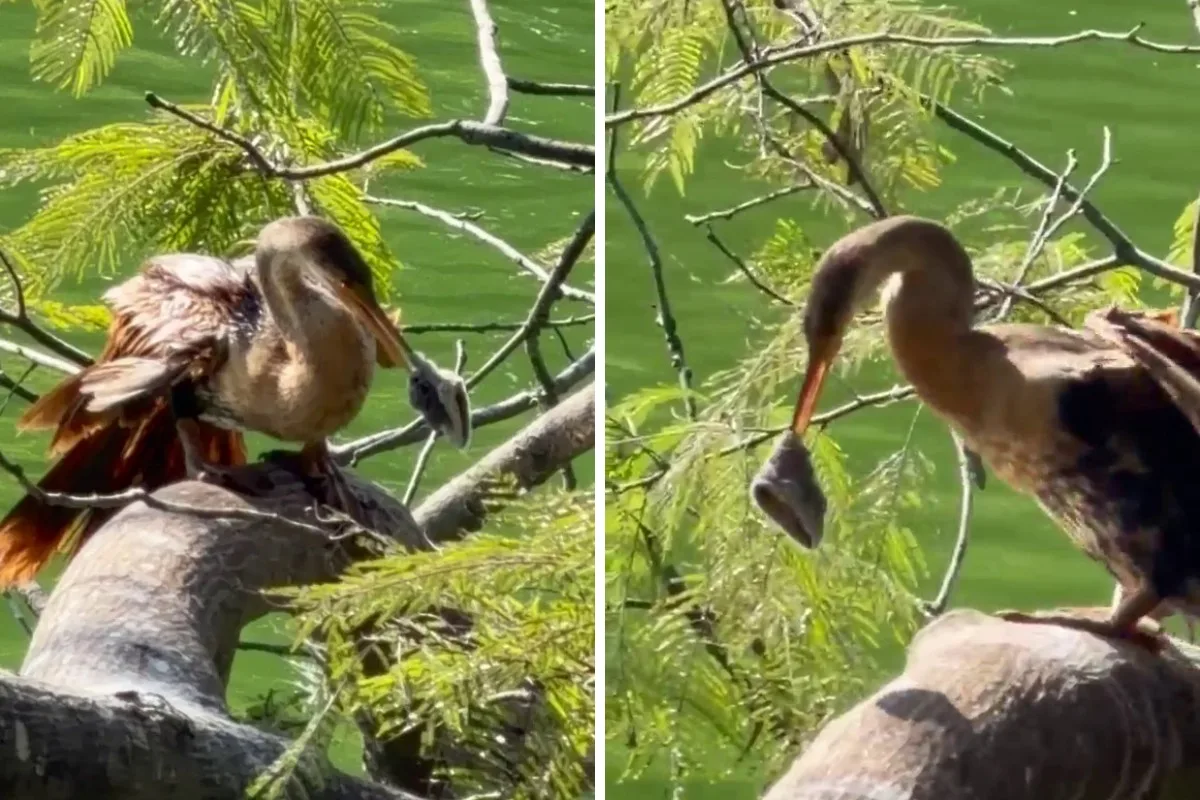Prefeitura de Campinas tenta resgatar ave com material preso no bico na Lagoa do Taquaral