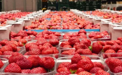 Preocupa a México decisión preliminar de EU que acusa a productores mexicanos de “dumping” en exportación de fresa; advierte impacto para 5 mil productores