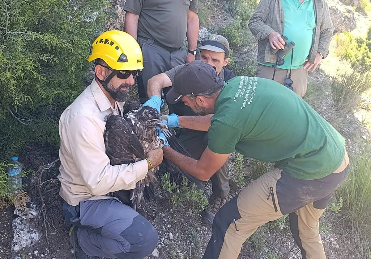Nace el primer quebrantahuesos en la provincia de Albacete en más de 50 años