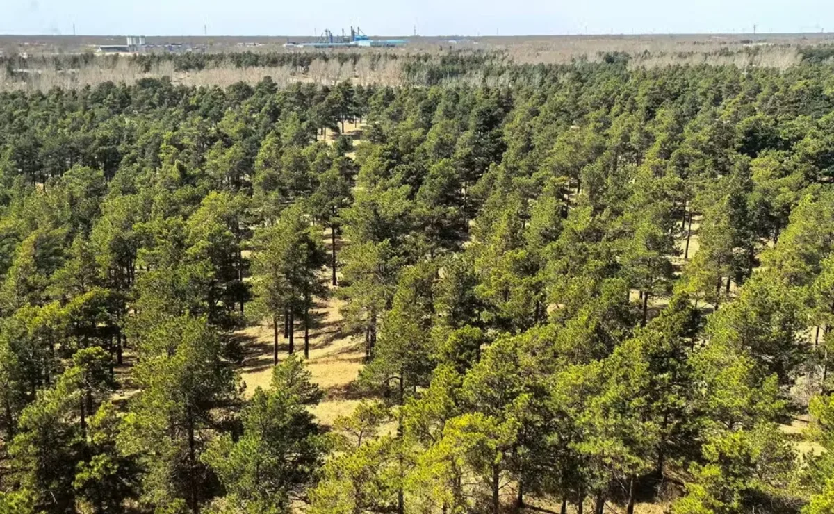 Projeto da China está plantando árvores há quase 50 anos em um dos maiores desertos do mundo e a recompensa chegou agora