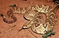Salud global: Las mordeduras de serpiente causan más muertes y discapacidad de lo estimado