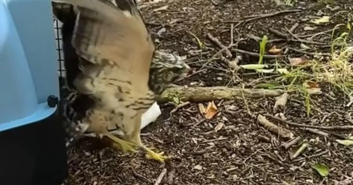 Un ave rehabilitada volvió a volar en libertad tiempo después de haber sido rescatada en mal estado de salud