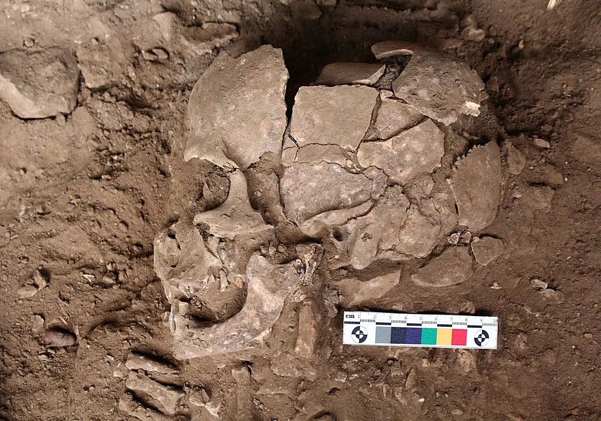 Chupar nueces estimulantes, el primer colocón de la humanidad hace 25.000 años