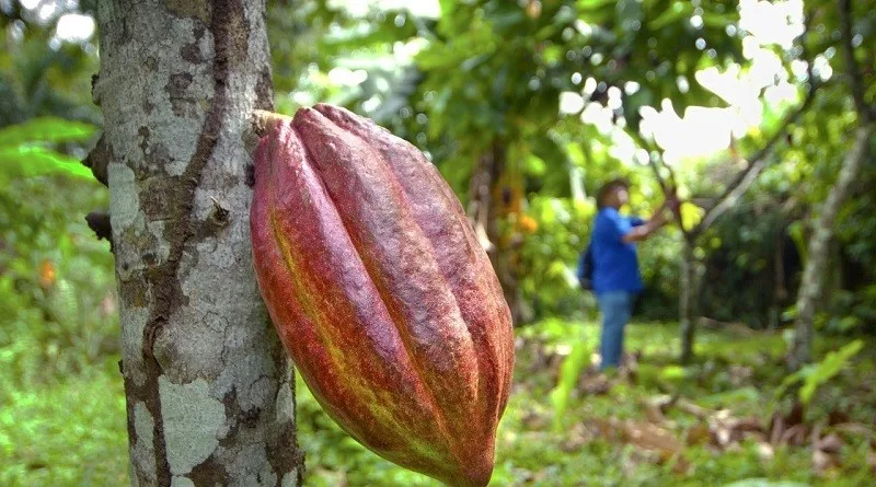 Comunas activan fase del Plan Cacaotero para consolidar la agroindustrialización