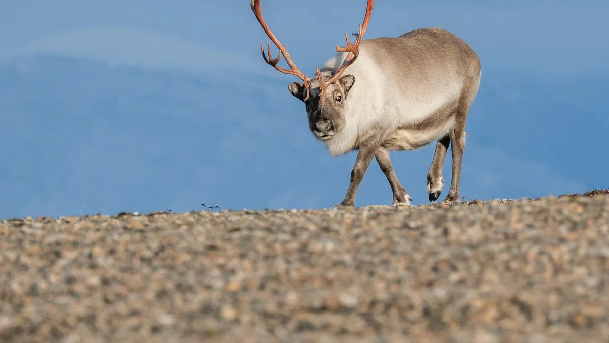 Deer antlers could mend broken bones