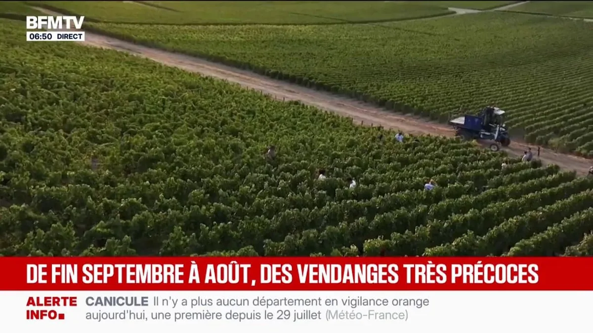 Des vendanges extrêmement précoces dans l'Aube