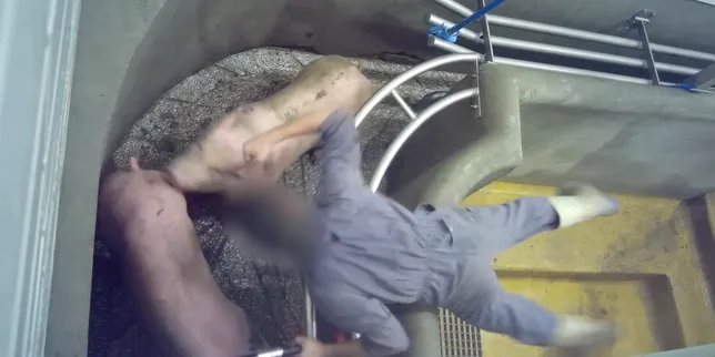 Maltraitance animale : l’association L214 porte plainte contre l’abattoir de Perpignan