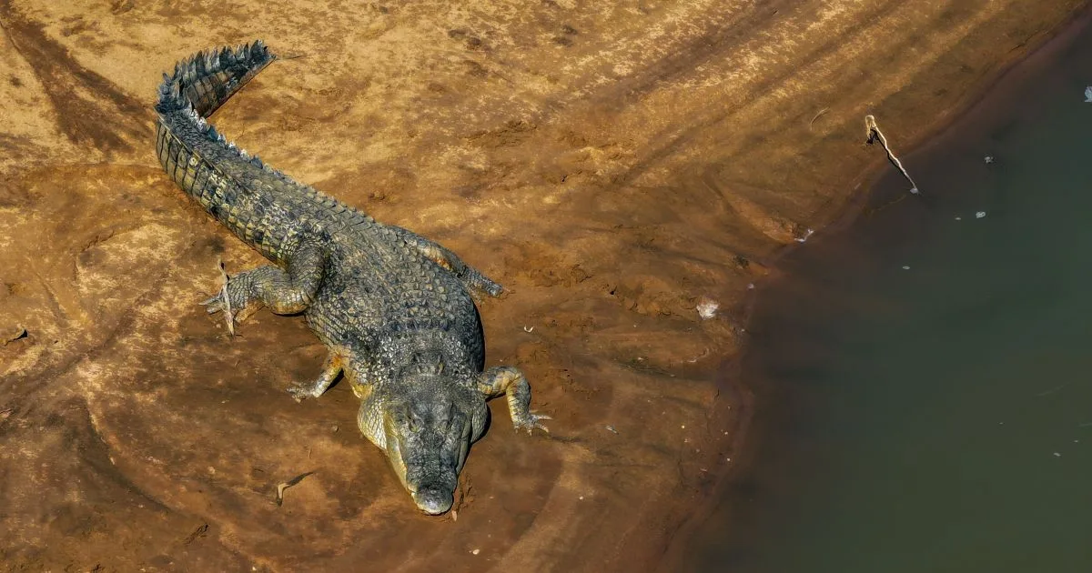 Rio com cerca de 100 crocodilos é liberado para Olimpíada de 2032