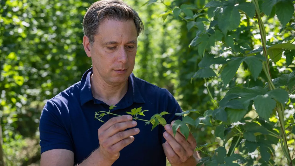 Einziger Hopfenbauer: Hopfen hat bei Hitze gelitten - Geringere Ernte erwartet