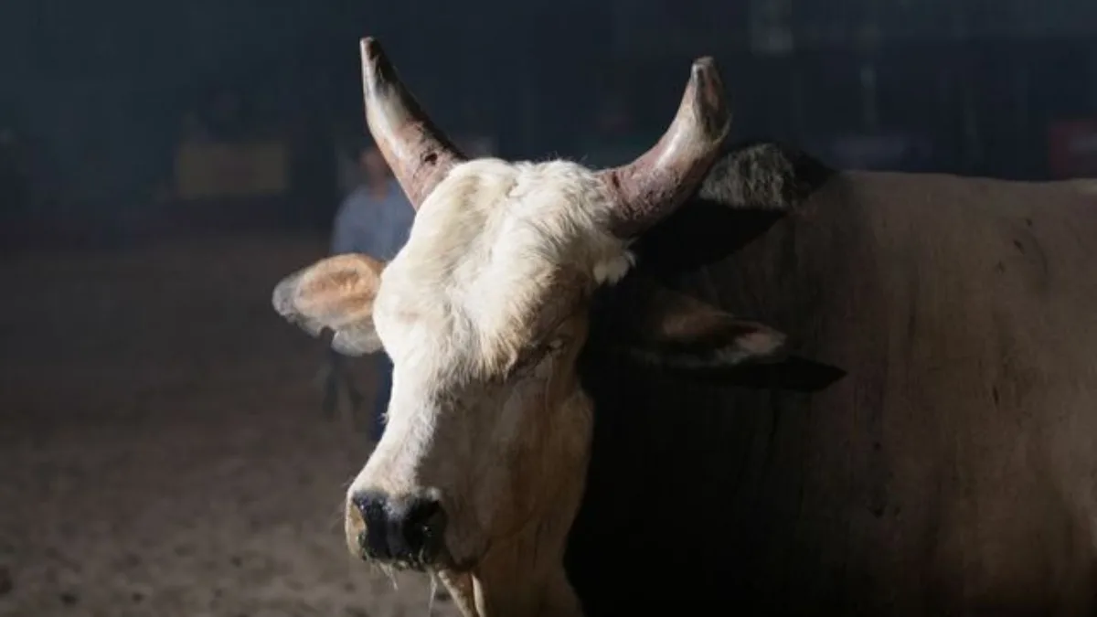 Touro Bandido: relembre a história do animal que marcou Barretos