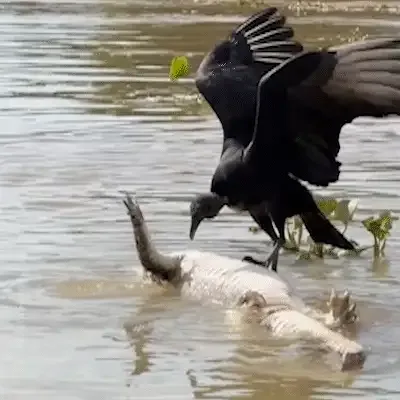 Jacaré vira “esteira” e desafia urubu durante refeição no Pantanal
